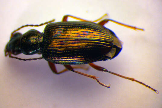 Bembidion (Princidium) punctulatum Drapiez 1820的圖片