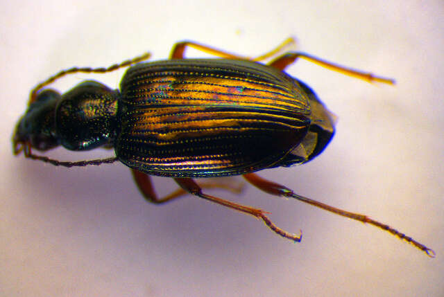 Bembidion (Princidium) punctulatum Drapiez 1820的圖片