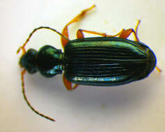 Image of Bembidion (Ocydromus) decorum (Panzer 1799)