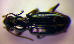 Image of Bembidion (Emphanes) azurescens Dalla Torre 1877