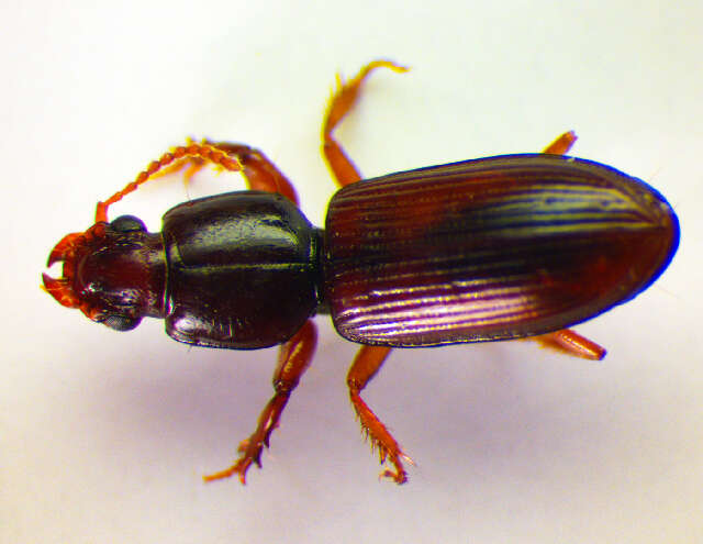 صورة Clivina (Clivina) collaris (Herbst 1784)