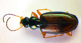 Image de Bembidion (Euperyphus) testaceum (Duftschmid 1812)