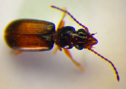 Image of Ground beetle