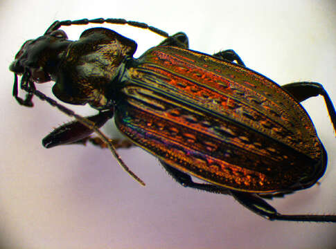 Image of Granulated Carabid