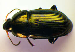 Image of Ground beetle