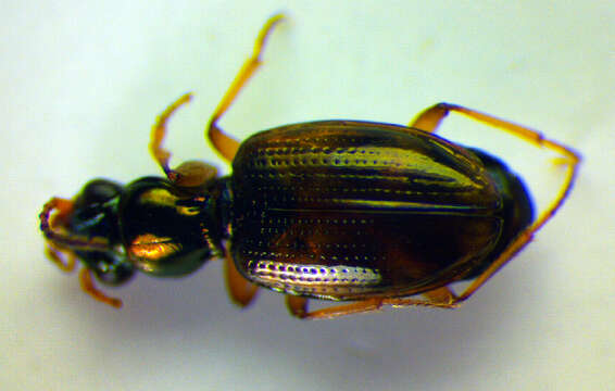 صورة Bembidion (Trepanes) articulatum (Panzer 1796)