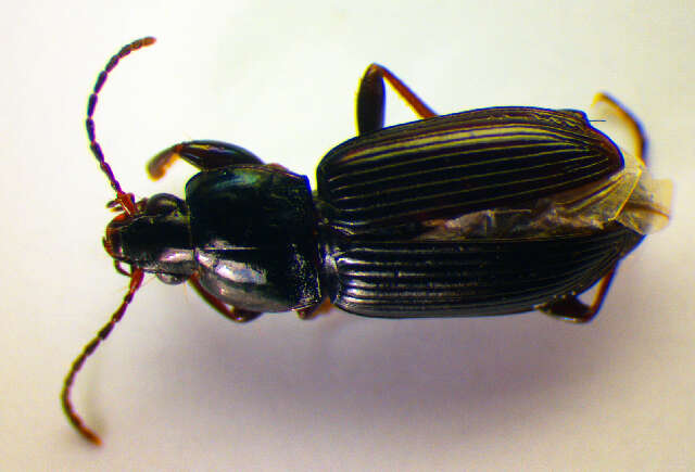 Image of Carabidae