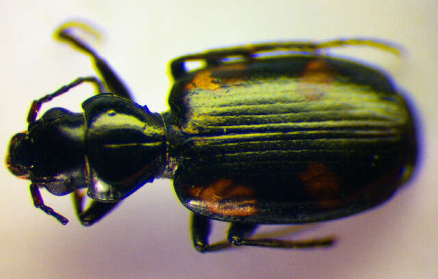 Image of River shingle ground beetle