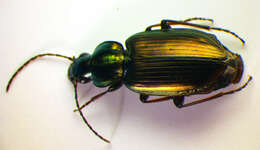 Imagem de Agonum (Agonum) muelleri (Herbst 1784)