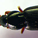 Image of Pterostichus (Phonias) ovoideus (Sturm 1824)