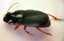 Image of Harpalus (Harpalus) latus (Linnaeus 1758)