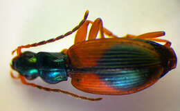 صورة Anchomenus (Anchomenus) dorsalis (Pontoppidan 1763)