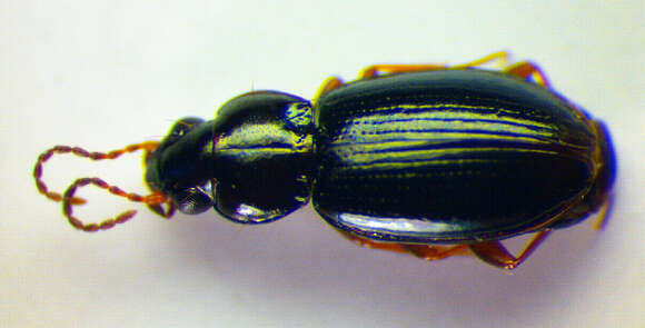 Image of Carabidae