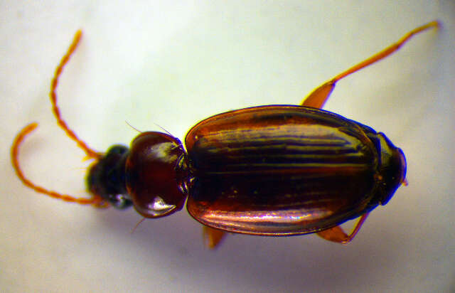 Image of Ground beetle