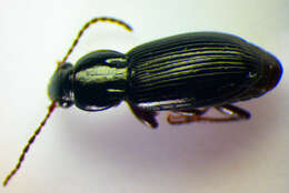 Image de Pterostichus (Phonias) diligens (Sturm 1824)