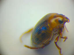 Image of <i>Haliplus variegatus</i>