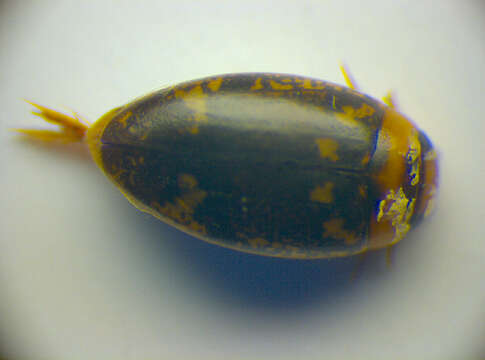 Image of Water beetle