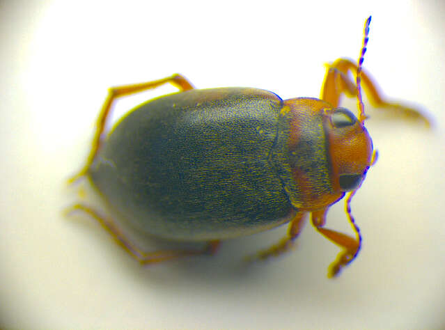 Image de Suphrodytes