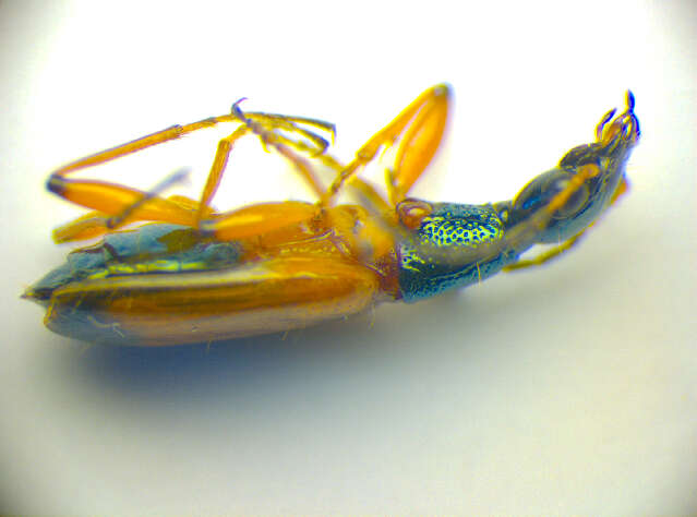 Image of Odacantha