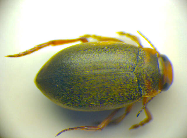 Image de Suphrodytes