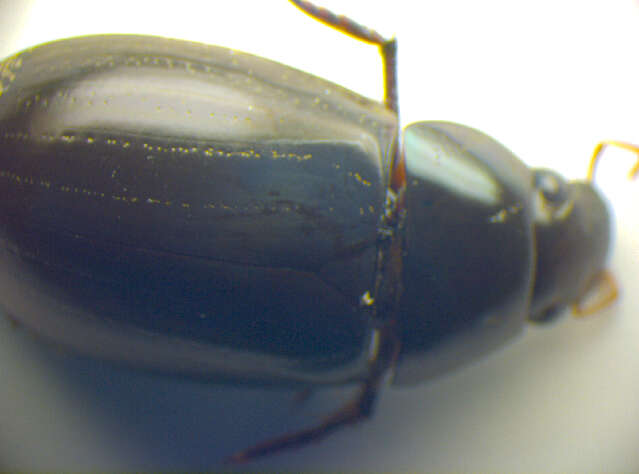 Image of Lesser silver water beetle