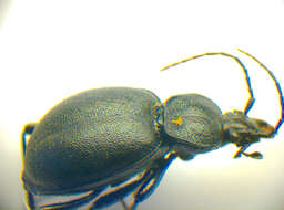 Image of Cychrus caraboides (Linnaeus 1758)