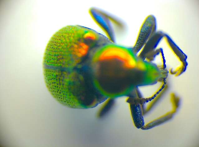 Image of Hydaticus (Hydaticus) transversalis (Pontoppidan 1763)