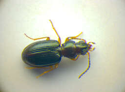 Bembidion (Diplocampa) assimile Gyllenhal 1810的圖片