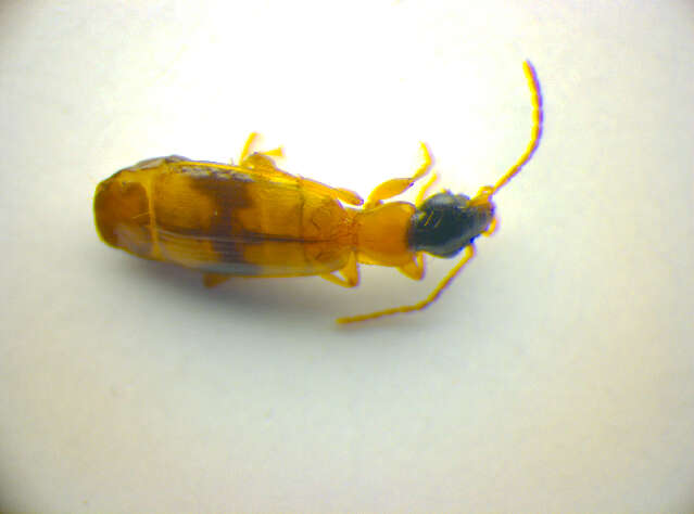 Image of Ground beetle