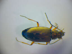 Image of Bembidion (Bracteon) velox (Linnaeus 1760)