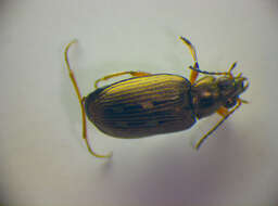 Image of Bembidion (Bracteon) velox (Linnaeus 1760)