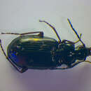 Agonum (Olisares) dolens (C. R. Sahlberg 1827) resmi