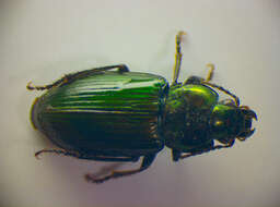 Image of Saltmarsh Short-spur