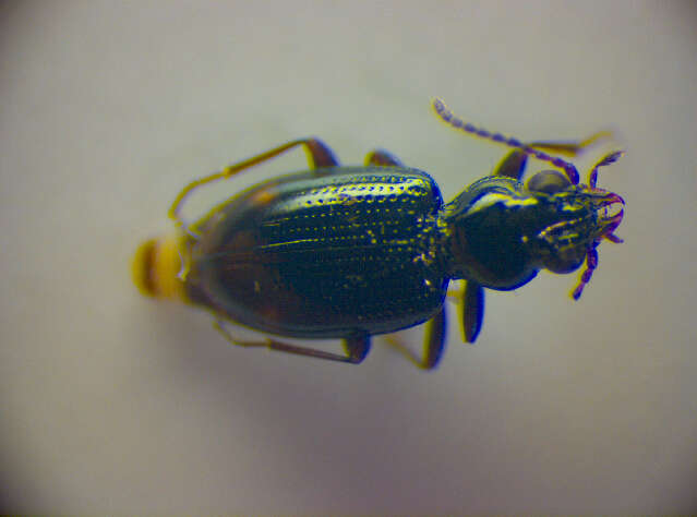 Image of Bembidion (Emphanes) tenellum Erichson 1837