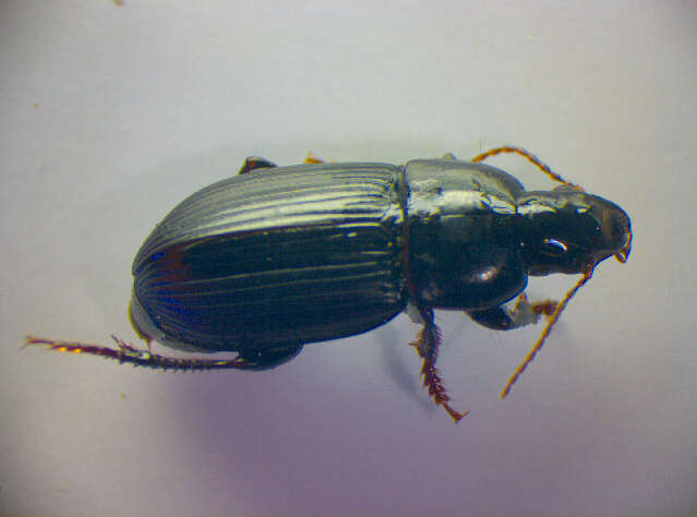 Image of Harpalus (Harpalus) serripes (Quensel ex Schönherr 1806)