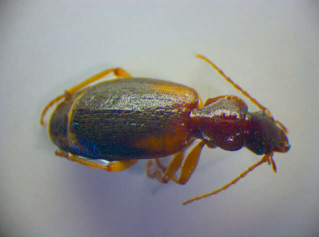 Cymindis (Tarsostinus) macularis Fischer von Waldheim 1824的圖片