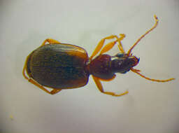 Cymindis (Tarsostinus) macularis Fischer von Waldheim 1824的圖片