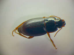 Image de Harpalus (Harpalus) autumnalis (Duftschmid 1812)