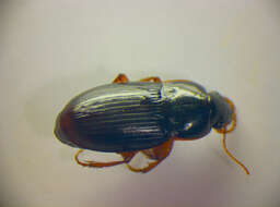 Image de Harpalus (Harpalus) autumnalis (Duftschmid 1812)