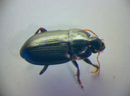 Image of Harpalus (Harpalus) servus (Duftschmid 1812)