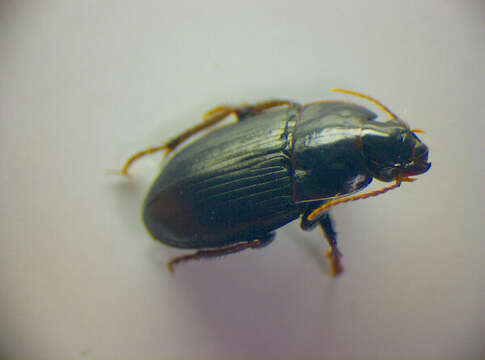 Image of Harpalus (Harpalus) servus (Duftschmid 1812)