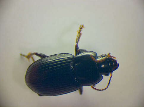 Plancia ëd Harpalus (Harpalus) neglectus Audinet-Serville 1821