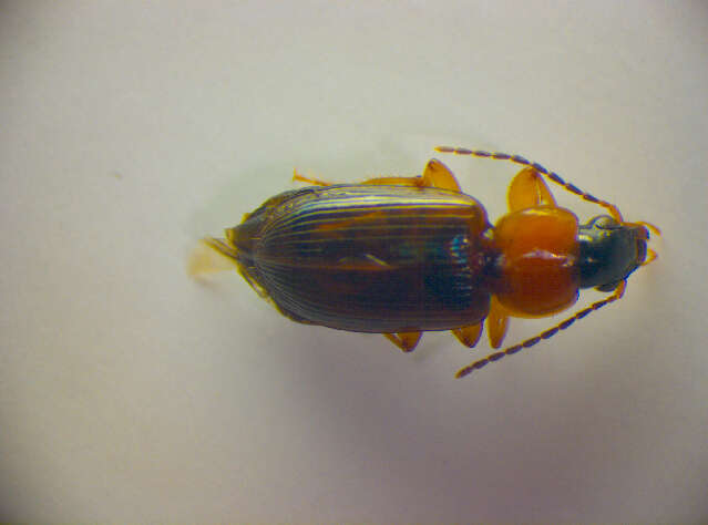 Image of Stenolophus (Stenolophus) skrimshiranus Stephens 1828