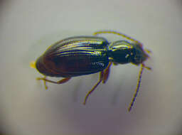 Image of Bembidion (Trepanedoris) doris (Panzer 1796)