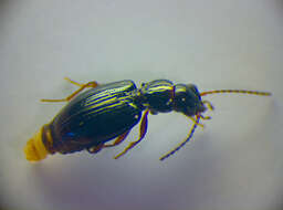 Image of Bembidion (Trepanedoris) doris (Panzer 1796)