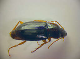 Image of Calathus (Neocalathus) ambiguus (Paykull 1790)