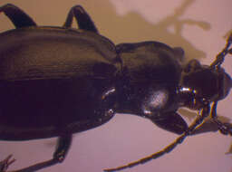 Carabus germarii purpurascens的圖片