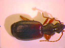 Image of Cymindis (Tarulus) vaporariorum (Linnaeus 1758)