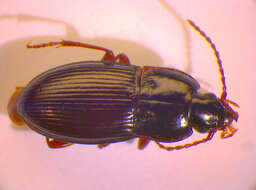 Image of Pterostichus (Cryobius) unctulatus (Duftschmid 1812)