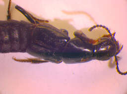 Image of Quedius (Quedius) subunicolor Korge 1961